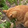 Marmalade gives catnip a good chewing