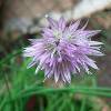 chive flower head