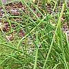 well-weeded chives