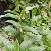 comfrey plants