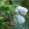 comfrey flowers