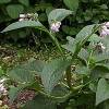 comfrey plant