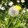 dandelions and daisies