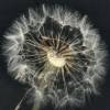 dandelion puff close-up