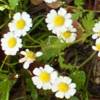 feverfew in flower