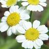 feverfew flowers