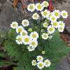 feverfew in flower