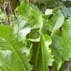 mature horseradish plant