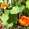 nasturtium flower and leaves