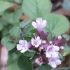 mauve flowers of oregano