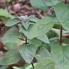 Oregano stems in summer