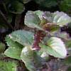 New oregano plant