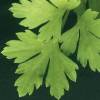 Italian parsley close-up