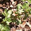 purslane showing spreading habit