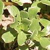 purslane