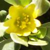 purslane flowers