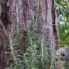 young rosemary plant