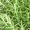 close view of rosemary