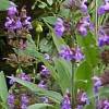 sage flower spikes