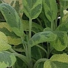 golden variegated sage