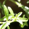 winter savory close-up