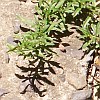 part of winter savory plant