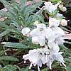 winter savory flowers