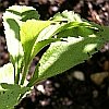stevia stem and leaves