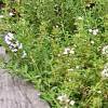 thyme border with flowers