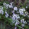 thyme flowers