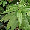 Vietnamese mint or Vietnamese coriander