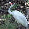 ...Brolga... [21737bytes]