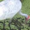 ...Brolga feeding... [26813bytes]