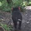 ...Tasmanian devil hurries away... [16228bytes]