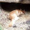 ...Alpine dingo sleeps at the entrance to his den... [36707bytes]