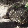 ...Echidnas have long digging claws... [28775bytes]