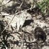 ...A view into the echidna enclosure... [38417bytes]