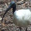 ...Ibis eying off the visitors... [22057bytes]