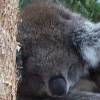 ...Koala... [17286bytes]