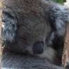 ...Koala--notice the claws... [16953bytes]