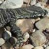 ...Big monitor lizard... [36631bytes]