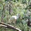 ...The spoonbill on its favourite perch... [39560bytes]