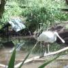 ...Spoonbill perching over water... [30469bytes]