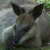...Wallaby rests peacefully... [15070bytes]