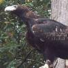 ...Wedgetailed Eagle... [29834bytes]