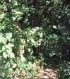 The path behind the fishpond in summer.
Sunshine, balsam and shady trees