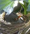 Blackbird nesting close to gate and close to ground...
...Foolish!