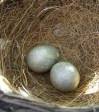 These eggs were taken by a currawong.
She rebuilt in a safer place.
