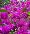 ...Bougainvillea...
see note at bottom of the page.