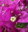 ...bouganvillea  close view...